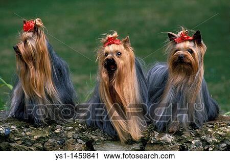 YORKSHIRE TERRIER, ADULTS STANDING ON STONE View Large Photo Image Stock Image - YORKSHIRE TERRIER, ADULTS STANDING ON STONE. Fotosearch