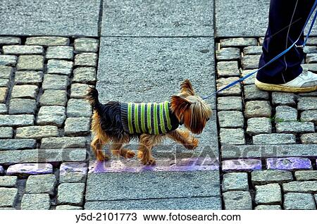 Yorkshire terrier in warm sweater walking on the leash, paved street of Cadiz, actually temperature was 23 celsius degrees, Spain View Large Photo Image Stock Image - Yorkshire terrier in warm sweater walking on the leash, paved street of Cadiz, actually temperature was 23 celsius degrees, Spain. Fotosearch