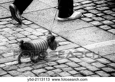 Yorkshire terrier in warm sweater walking on the leash, paved street of Cadiz, actually temperature was 23 celsius degrees, Spain. View Large Photo Image Stock Image - Yorkshire terrier in warm sweater walking on the leash, paved street of Cadiz, actually temperature was 23 celsius degrees, Spain.. Fotosearch