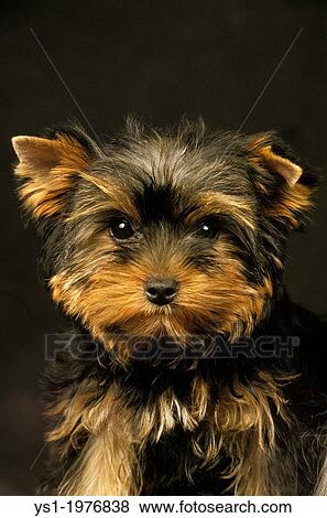 Yorkshire Terrier, Portrait of Pup. View Large Photo Image Stock Photo - Yorkshire Terrier, Portrait of Pup.. Fotosearch