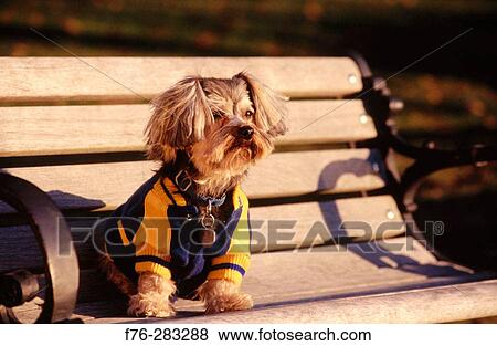 Yorkshire Terrier View Large Photo Image Stock Photo - Yorkshire Terrier. Fotosearch