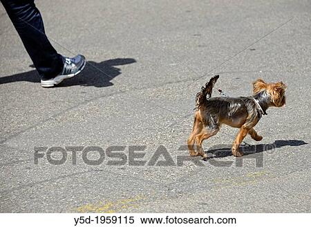 yorkshire terrier, walking dog on sidewalk, Geneva, Switzerland View Large Photo Image Stock Photography - yorkshire terrier, walking dog on sidewalk, Geneva, Switzerland. Fotosearch
