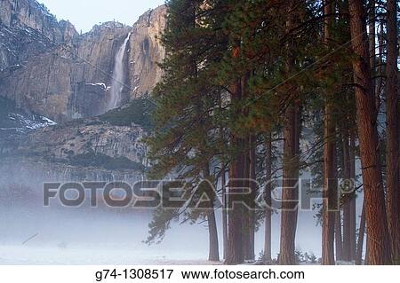 Yosemite Falls and Redwoods in winter Yosemite National Park, California, USA View Large Photo Image Stock Photo - Yosemite Falls and Redwoods in winter Yosemite National Park, California, USA. Fotosearch