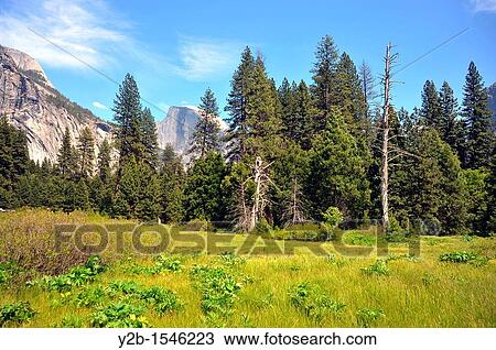 Yosemite National Park and Half Dome California. View Large Photo Image Stock Image - Yosemite National Park and Half Dome California.. Fotosearch