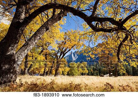Stock Image - Yosemite Valley, Yosemite National Park, California, USA, El Capitan Meadow, Sentinel Rock in distance, black oaks Quercus kelloggii, November. Fotosearch