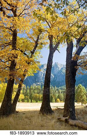 Yosemite Valley, Yosemite National Park, California, USA, El Capitan Meadow, black oaks Quercus kelloggii, pines, granite cliffs and spires, November View Large Photo Image Stock Image - Yosemite Valley, Yosemite National Park, California, USA, El Capitan Meadow, black oaks Quercus kelloggii, pines, granite cliffs and spires, November. Fotosearch