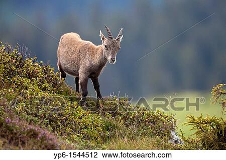 young Alpine Ibex Capra ibex, Niederhorn, Switzerland View Large Photo Image Stock Image - young Alpine Ibex Capra ibex, Niederhorn, Switzerland. Fotosearch