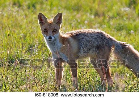 Young and curious fox on a summer morning View Large Photo Image Stock Photography - Young and curious fox on a summer morning. Fotosearch