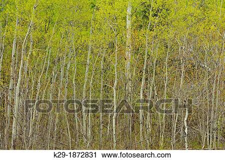 Stock Image - Young aspen trees in a grove, with emerging spring leaves, Greater Sudbury Lively, Ontario, Canada. Fotosearch