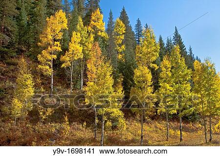 Stock Image - Young Aspen Trees near Silverton, Colorado USA. Fotosearch