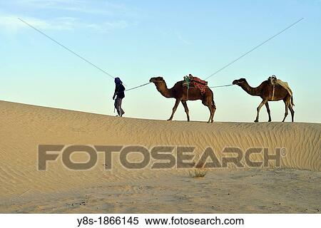 Young Bedouin with Dromedaries in the dunes at Douz, South of Tunisia View Large Photo Image Stock Photography - Young Bedouin with Dromedaries in the dunes at Douz, South of Tunisia. Fotosearch