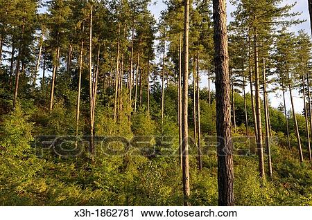 Stock Image - young Birch trees under a pines plantation, Forest of Rambouillet, Yvelines department, Ile-de-France region, France, Europe. Fotosearch