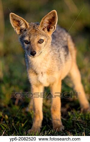 Stock Image - young Black-backed Jackal (Canis mesomelas) in savannah, Masai Mara, Kenya.. Fotosearch