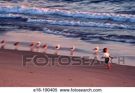 Young boy chasing seagulls View Large Photo Image Stock Photography - Young boy chasing seagulls. Fotosearch