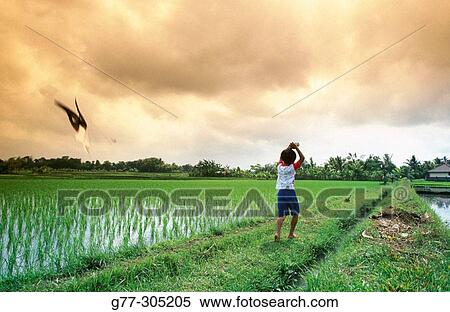 Young boy flying a kit in a rice field. Bali Island, Indonesia View Large Photo Image Stock Photography - Young boy flying a kit in a rice field. Bali Island, Indonesia. Fotosearch