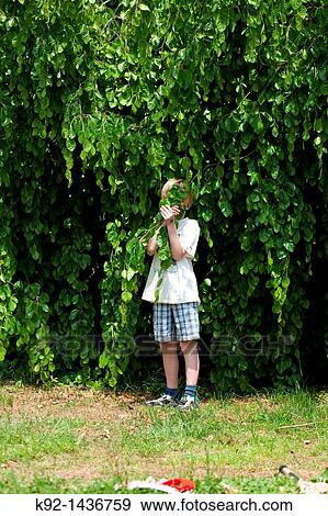 Young boy hiding behind leaves of a tree. View Large Photo Image Stock Photo - Young boy hiding behind leaves of a tree.. Fotosearch