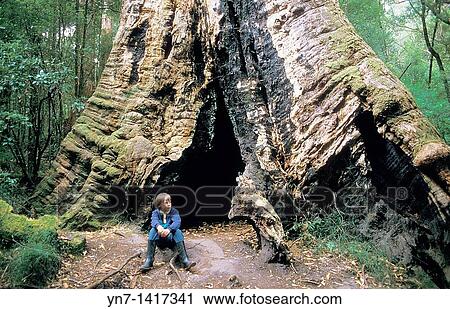 Young boy sits at the foot of a giant ancient tree in a Tasmanian forest View Large Photo Image Stock Image - Young boy sits at the foot of a giant ancient tree in a Tasmanian forest. Fotosearch