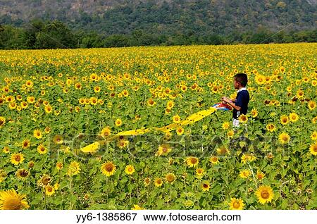 Stock Photo - young boy with his kite, sunflower field, sunflower fields of lopburi, central thailand. Fotosearch