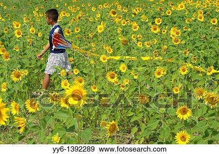 young boy with his kite, sunflower fields of lopburi and saraburi, central Thailand View Large Photo Image Stock Photo - young boy with his kite, sunflower fields of lopburi and saraburi, central Thailand. Fotosearch