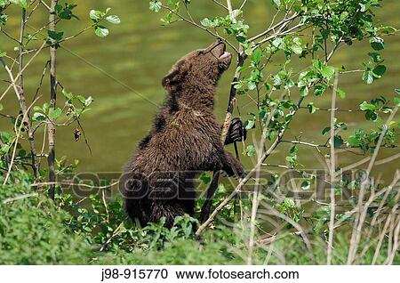 Stock Image - Young Brown Bear Ursus arctos playing with small tree. Fotosearch