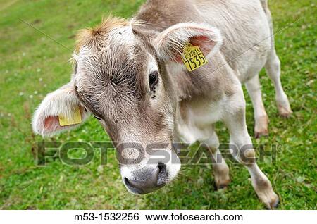 Young calf in a pasture View Large Photo Image Stock Photograph - Young calf in a pasture. Fotosearch