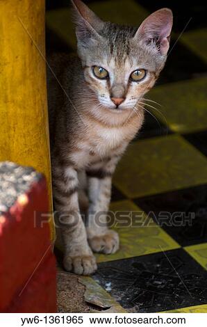 Stock Photography - Young cat hiding behind a bamboo chair in Varkala, southern India. Fotosearch