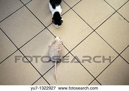 Young cat hunting for a plush rat View Large Photo Image Stock Photo - Young cat hunting for a plush rat. Fotosearch
