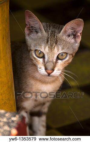 Young cat peeping from a beach hut patio in Kerala, India View Large Photo Image Stock Photo - Young cat peeping from a beach hut patio in Kerala, India. Fotosearch