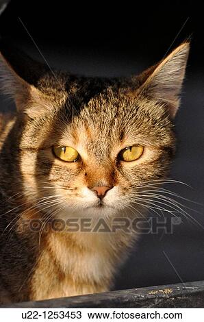 Stock Image - Young cat. Verucchio, Rimini, Italy. Fotosearch