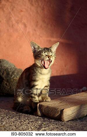 Young cat yawning View Large Photo Image Stock Image - Young cat yawning. Fotosearch