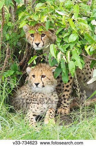 Young cheetah cubs on the plains in the Masai Mara, Kenya View Large Photo Image Stock Image - Young cheetah cubs on the plains in the Masai Mara, Kenya. Fotosearch