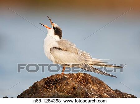 Young Common Tern Sterna hirundo at S? Albufera, Majorca, Spain View Large Photo Image Stock Photo - Young Common Tern Sterna hirundo at S? Albufera, Majorca, Spain. Fotosearch