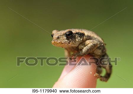 Young common Toad Bufo bufo, Spain View Large Photo Image Stock Image - Young common Toad Bufo bufo, Spain. Fotosearch