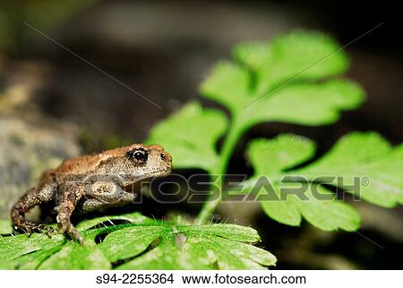 Young common toad (Bufo spinosus) in a stream of Penouta, Orense province, Spain. View Large Photo Image Picture - Young common toad (Bufo spinosus) in a stream of Penouta, Orense province, Spain.. Fotosearch