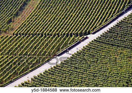 young couple walking across vineyards, Lavaux vineyards, Unesco heritage, Swiss Riviera, canton Vaud, Switzerland, Lake Geneva shore View Large Photo Image Stock Photo - young couple walking across vineyards, Lavaux vineyards, Unesco heritage, Swiss Riviera, canton Vaud, Switzerland, Lake Geneva shore. Fotosearch