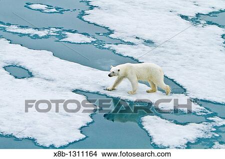 Young curious female polar bear Ursus maritimus approaches the Lindblad Expedition ship National Geographic Explorer on fast ice near Hinlopen Strait off the eastern coast of Spitsbergen in the Svalbard Archipelago, Norway View Large Photo Image Picture - Young curious female polar bear Ursus maritimus approaches the Lindblad Expedition ship National Geographic Explorer on fast ice near Hinlopen Strait off the eastern coast of Spitsbergen in the Svalbard Archipelago, Norway. Fotosearch