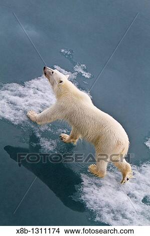 Young curious female polar bear Ursus maritimus approaches the Lindblad Expedition ship National Geographic Explorer on fast ice near Hinlopen Strait off the eastern coast of Spitsbergen in the Svalbard Archipelago, Norway View Large Photo Image Picture - Young curious female polar bear Ursus maritimus approaches the Lindblad Expedition ship National Geographic Explorer on fast ice near Hinlopen Strait off the eastern coast of Spitsbergen in the Svalbard Archipelago, Norway. Fotosearch
