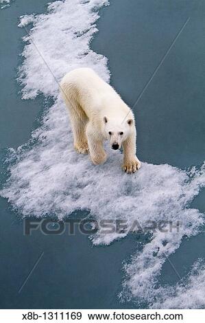 Stock Photo - Young curious female polar bear Ursus maritimus approaches the Lindblad Expedition ship National Geographic Explorer on fast ice near Hinlopen Strait off the eastern coast of Spitsbergen in the Svalbard Archipelago, Norway. Fotosearch