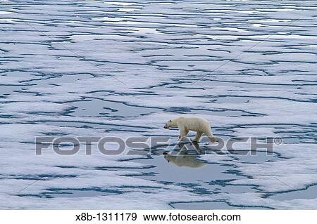 Young curious female polar bear Ursus maritimus approaches the Lindblad Expedition ship National Geographic Explorer on fast ice near Hinlopen Strait off the eastern coast of Spitsbergen in the Svalbard Archipelago, Norway View Large Photo Image Stock Photo - Young curious female polar bear Ursus maritimus approaches the Lindblad Expedition ship National Geographic Explorer on fast ice near Hinlopen Strait off the eastern coast of Spitsbergen in the Svalbard Archipelago, Norway. Fotosearch