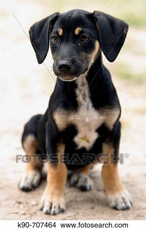Picture - Young dachshund waiting for his owner to get some food, Pigeon Point, Island of Tobago, Republic of Trinidad and Tobago. Fotosearch