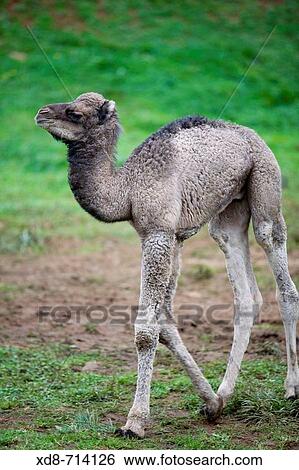 Stock Photograph - Young dromedary (Camelus dromedarius). Fotosearch
