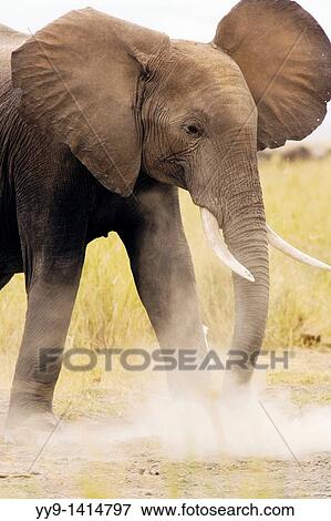 Young elephant with ears flapping - Amboseli National Park, Kenya View Large Photo Image Stock Photo - Young elephant with ears flapping - Amboseli National Park, Kenya. Fotosearch