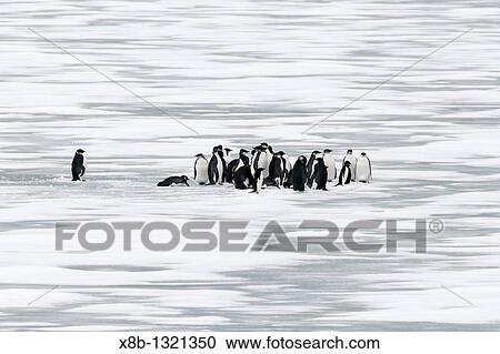 Young Emperor penguins Aptenodytes forsteri on fresh sea ice from a recently discovered November 2005 colony on Snow Hill Island in the Weddell Sea This may be the northernmost Emperor penguin colony in Antarctica View Large Photo Image Stock Image - Young Emperor penguins Aptenodytes forsteri on fresh sea ice from a recently discovered November 2005 colony on Snow Hill Island in the Weddell Sea This may be the northernmost Emperor penguin colony in Antarctica. Fotosearch