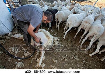 Young farmer shearing a sheep with a electrical scissors for wool Salamanca province Castilla y Le? n Spain View Large Photo Image Stock Image - Young farmer shearing a sheep with a electrical scissors for wool Salamanca province Castilla y Le? n Spain. Fotosearch