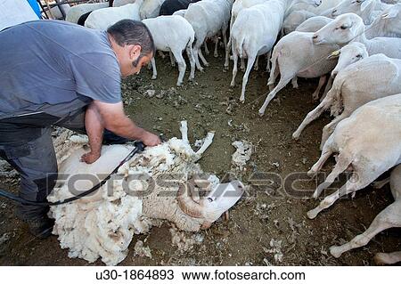 Stock Image - Young farmer shearing a sheep with a electrical scissors for wool Salamanca province Castilla y Le? n Spain. Fotosearch