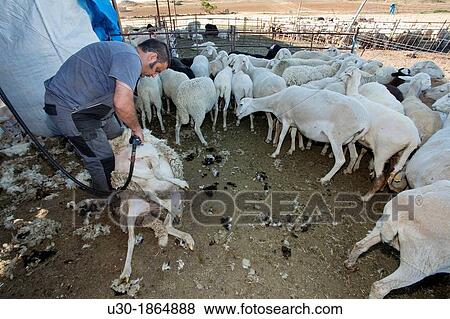 Young farmer shearing a sheep with a electrical scissors for wool Salamanca province Castilla y Le? n Spain View Large Photo Image Stock Photo - Young farmer shearing a sheep with a electrical scissors for wool Salamanca province Castilla y Le? n Spain. Fotosearch