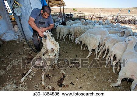 Stock Photograph - Young farmer shearing a sheep with a electrical scissors for wool Salamanca province Castilla y Le? n Spain. Fotosearch