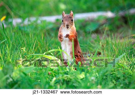 Young female Eurasian Red Squirrel Sciurus vulgaris standing on a lawn and watching vigilant View Large Photo Image Stock Photo - Young female Eurasian Red Squirrel Sciurus vulgaris standing on a lawn and watching vigilant. Fotosearch