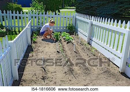 Stock Photograph - Young female woman gardening working in an organic home garden with a variety of vegetables. Fotosearch