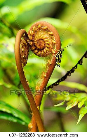 Young fern leaves and grasshopper. This image was taken at Semengoh Wildlife Centre. View Large Photo Image Stock Photo - Young fern leaves and grasshopper. This image was taken at Semengoh Wildlife Centre.. Fotosearch